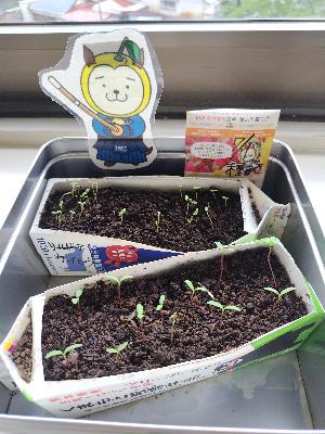 牛乳パックで花育て