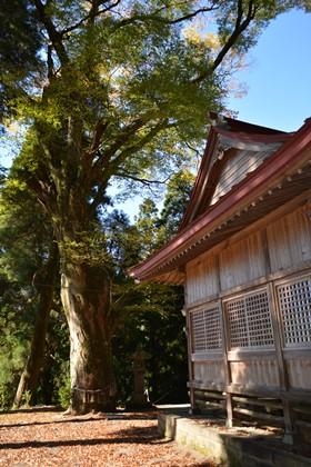 境内にあるご神木のケヤキと熊野神社を撮影した写真