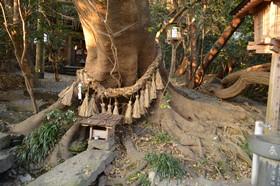 神社入り口にあるエノキの御神木の写真