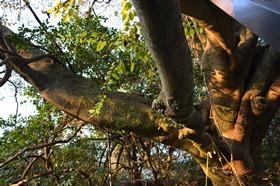 神社を包み込むように枝を伸ばしているエノキの御神木の写真