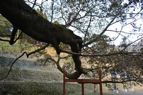 駐車場まで伸びた御神木の枝を鉄製の柱が支えている様子の写真